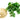 Celery Root is available now at a Great Price at BalPary Russian Iranian Afghan Iraqi Arabic Mediterranean Middle East Products Online App Delivery image.