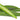 Regular Okra is available now at a Great Price at BalPary Russian Iranian Afghan Iraqi Arabic Mediterranean Middle East Products Online App Delivery image.