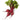 Organic Beets Bunch is available now at a Great Price at BalPary Russian Iranian Afghan Iraqi Arabic Mediterranean Middle East Products Online App Delivery image.