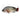 Whole Tilapia is available now at a Great Price at BalPary Russian Iranian Afghan Iraqi Arabic Mediterranean Middle East Products Online App Delivery image.