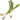 Mexican Green Onion at a Great Price at BalPary Mediterranean Middle East Products Online App Delivery image.
