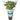 Organic Potted Living Mint Herb at a Great Price at BalPary Mediterranean Middle East Products Online App Delivery image.