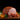Boar's Head Black Forest Ham is available now at a Great Price at BalPary Russian Iranian Afghan Iraqi Arabic Mediterranean Middle East Products Online App Delivery image.