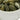 Double Roasted Pumpkin Seeds is available now at a Great Price at BalPary Russian Iranian Afghan Iraqi Arabic Mediterranean Middle East Products Online App Delivery image.