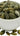 Double Roasted Pumpkin Seeds is available now at a Great Price at BalPary Russian Iranian Afghan Iraqi Arabic Mediterranean Middle East Products Online App Delivery image.